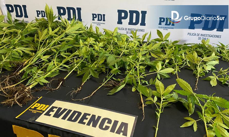 Detiene a un hombre por cultivo de 54 plantas de cannabis en Chonchi 