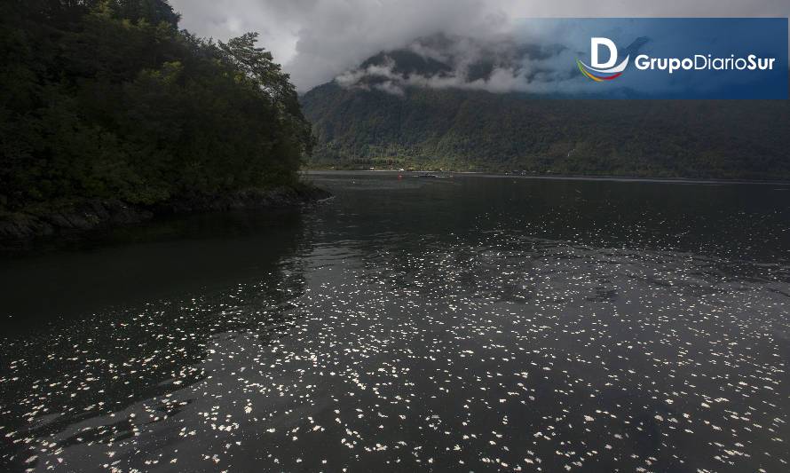 Corte Suprema ordena iniciar procesos de participación ciudadana para proyectos salmoneros australes