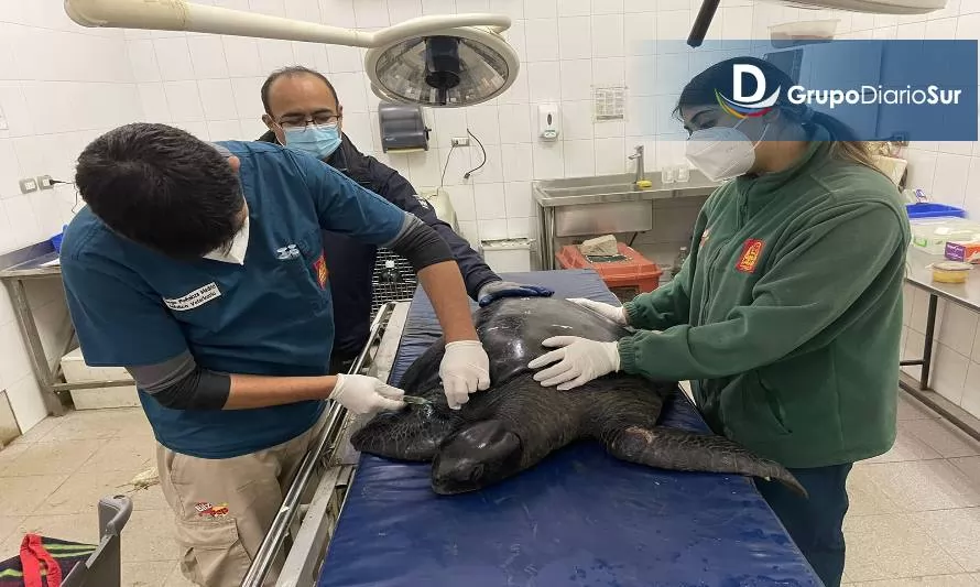 Operativo: Evacúan a tortuga marina para ser rehabilitada