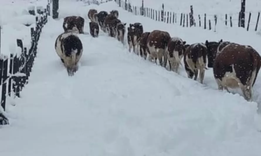 Agricultores de Futalefú piden ayuda para enfrentar el impacto de la nieve en su ganado