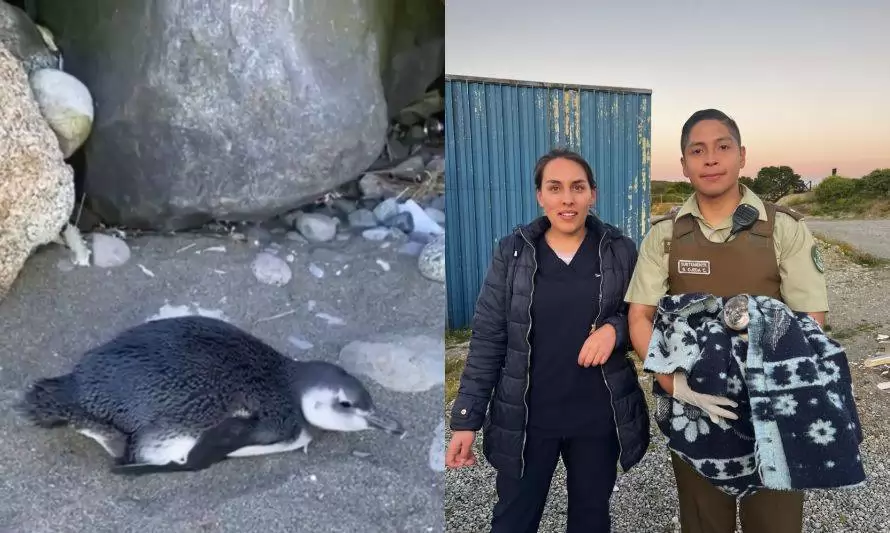 [Video] Rescatan a asustado pingüino en balneario Pelluco