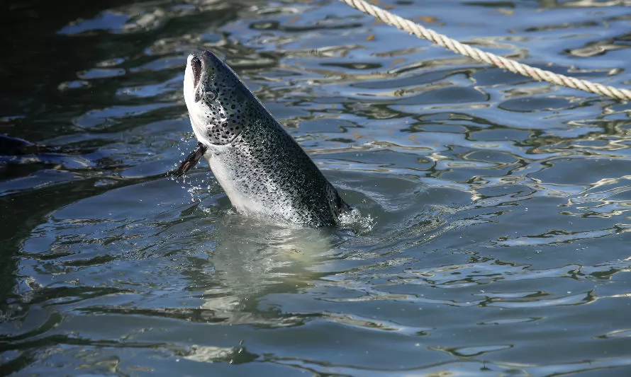 AquaSur Tech 2023: La feria tecnológica para la Salmonicultura apostará por la transformación azul