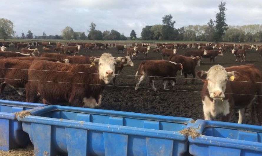 SAG supervisa condición sanitaria de bovinos que se exportarán a China