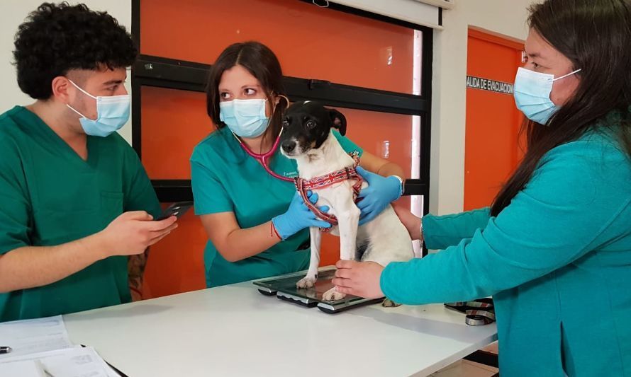 ¿Cómo cuidar de nuestras mascotas cuando se acerca el invierno y comienzan los cambios de temperatura?