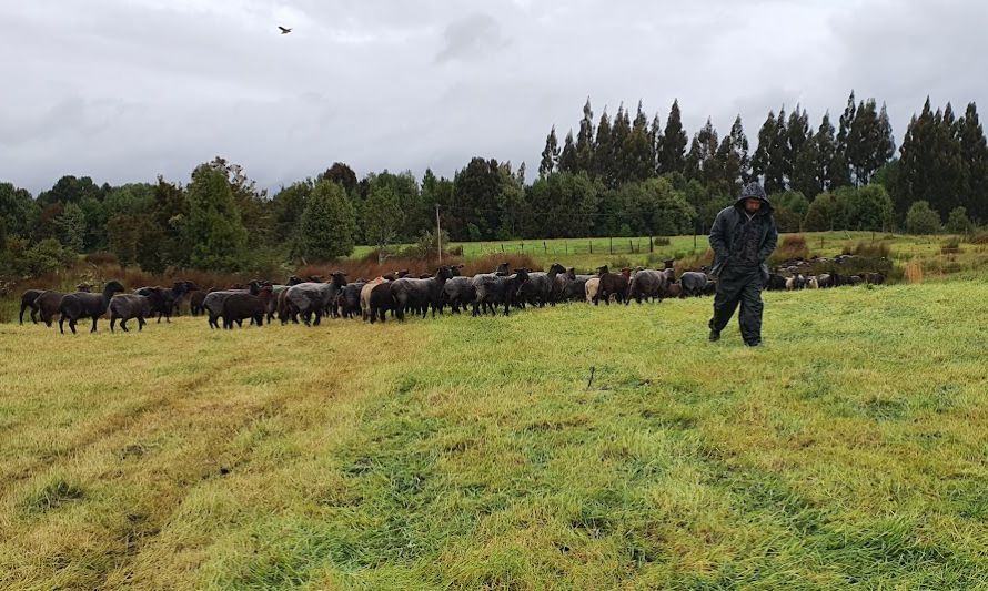 INIA Butalcura da inicio a las actividades de un nuevo Grupo de Extensión Tecnológica (GET) Ovino de Chiloé