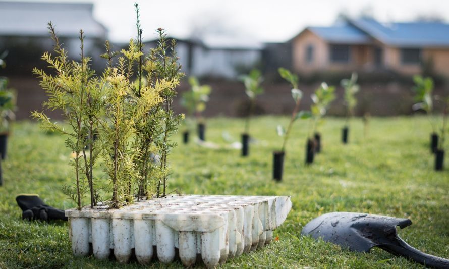 Festival Pala en Mano busca voluntarios para restaurar ecosistemas en la Isla Chiloé