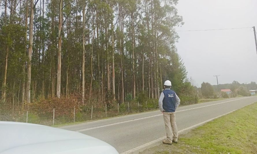 SEC Los Lagos fiscaliza trabajos de podas y despeje de líneas eléctricas