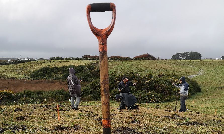 10 mil nuevos árboles plantados y más de 300 voluntarios registró la tercera edición del Festival Pala en Mano en Chiloé