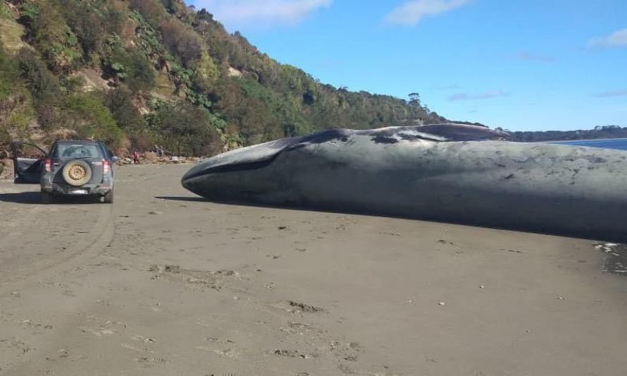 Encuentran ballena varada en playa de Chiloé