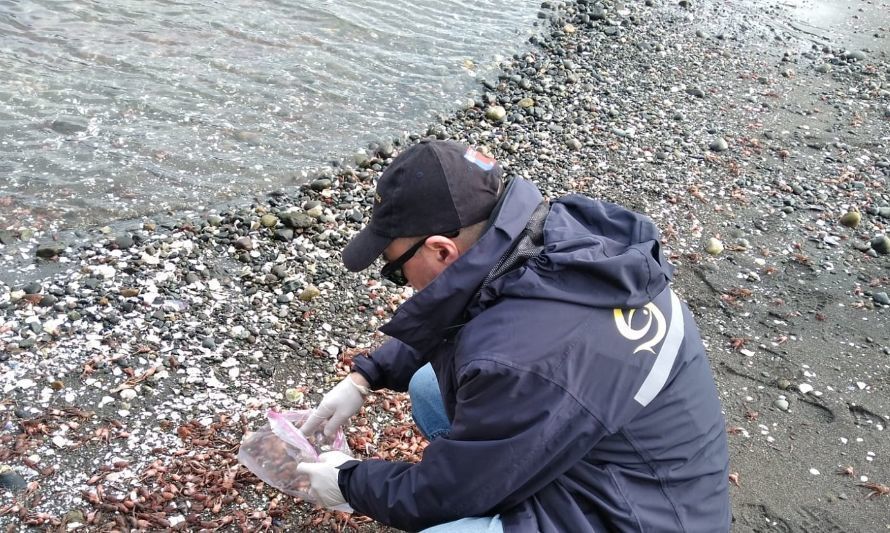 Sernapesca monitorea varazón de langostinos en Isla Tenglo
