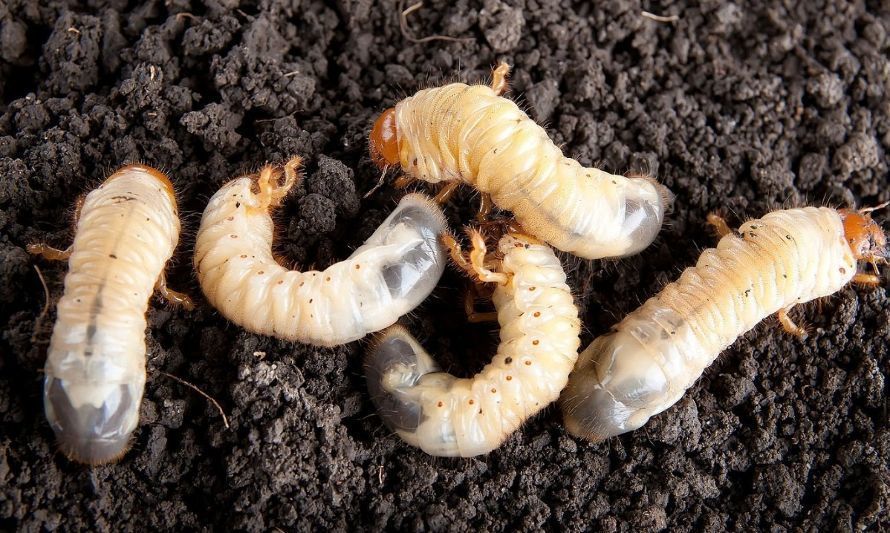 Valoran aprobación de recursos para el manejo del gusano blanco