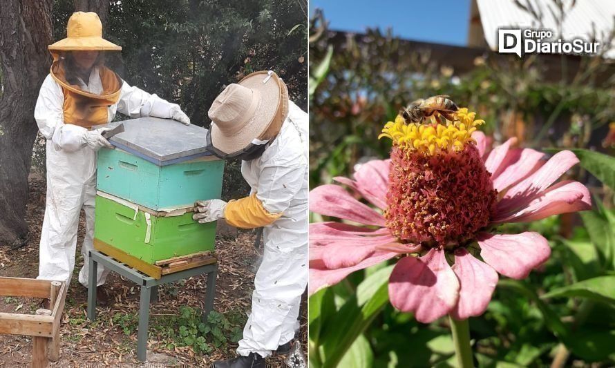 ApiChileOrgánico: conoce la historia de la primera cooperativa de apicultores orgánicos de Chile