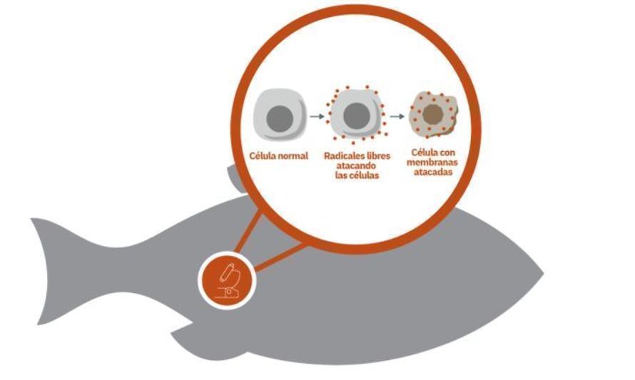 Alltech invita a aprender sobre estrés oxidativo en salmones