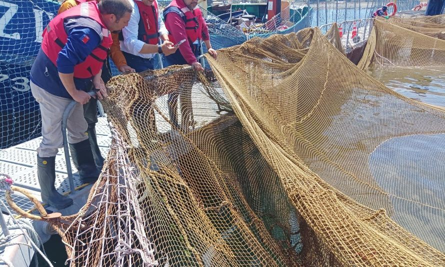 Sernapesca fiscaliza evento de escape de peces en Calbuco