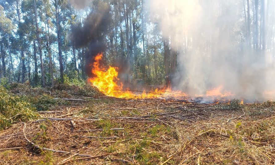 Alerta Roja en Queilén por Incendio Forestal: 
