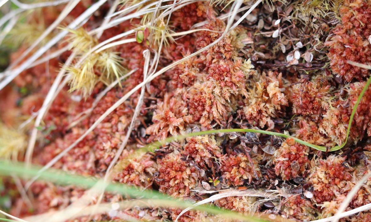 Organizaciones civiles de Chiloé piden a presidente Boric frenar extracción de musgo del que depende su abastecimiento hídrico