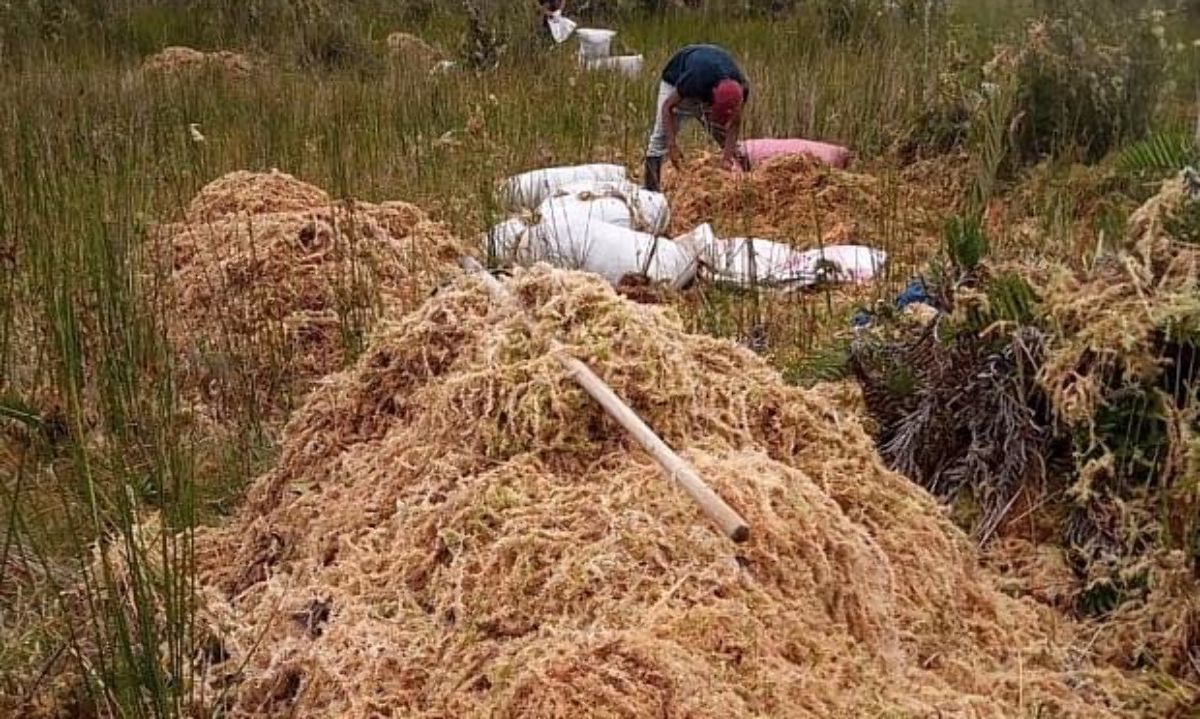 Agrupaciones ambientales de Chiloé rechazan Ley de Turberas