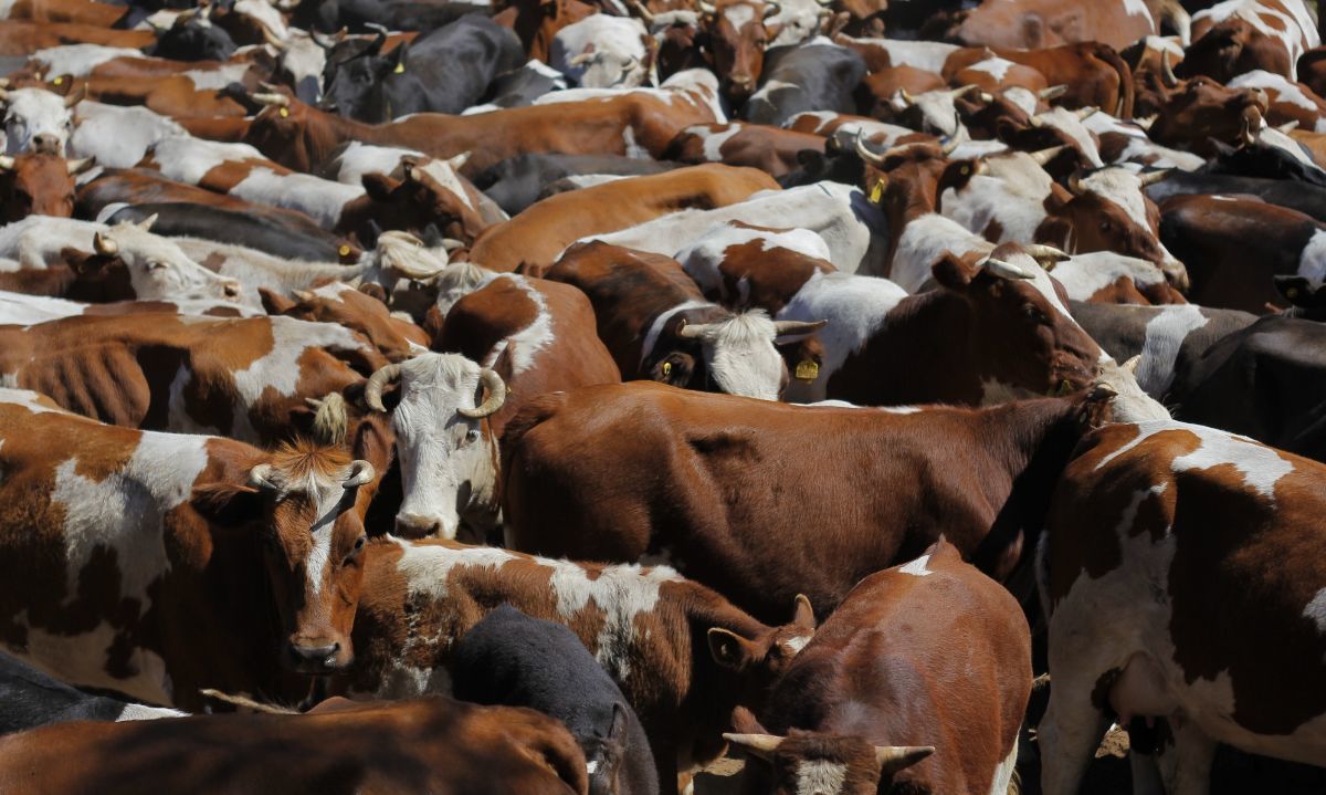 SAG en alerta por detección en Estados Unidos de vacas lecheras positivas a influenza aviar