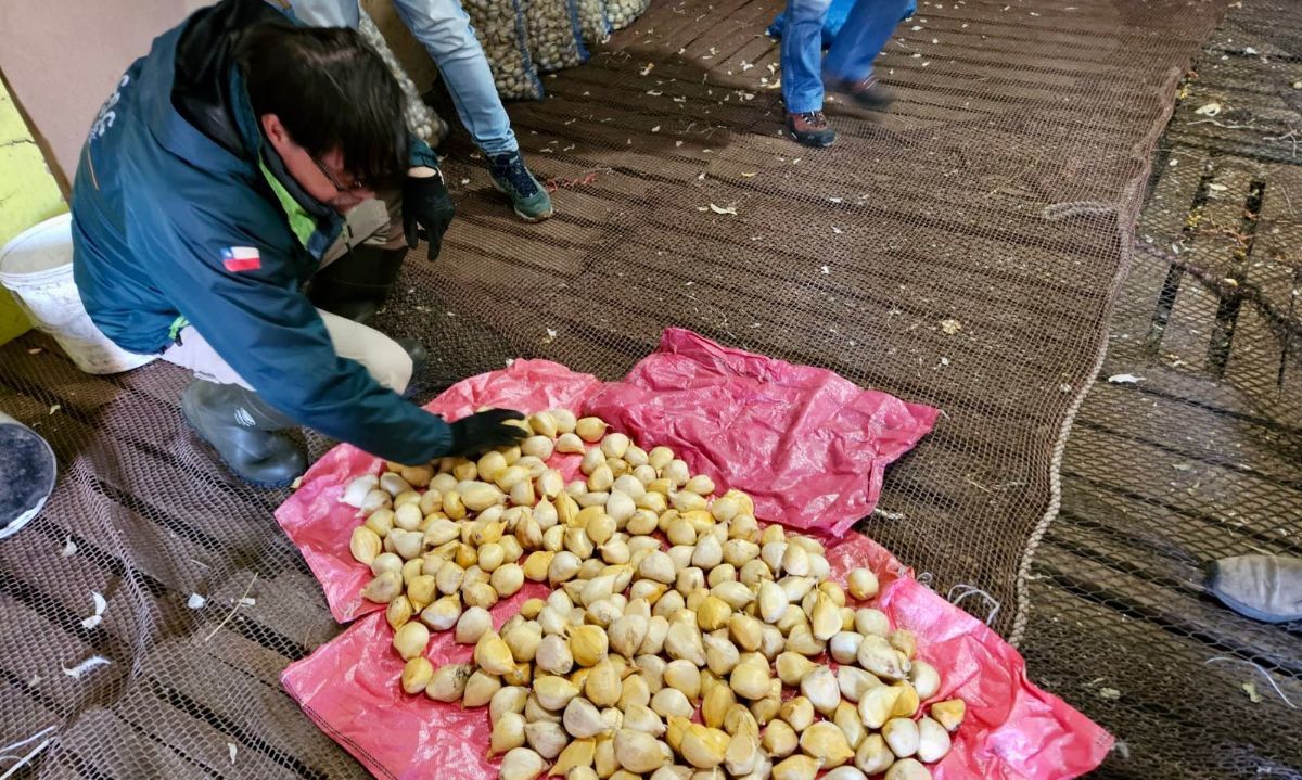 Certifican 1500 kilos de semillas de ajo chilote