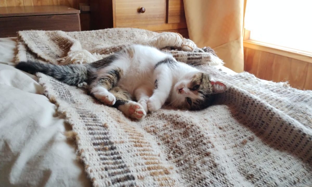 Felinos serán dados en adopción durante Feria del Medio Ambiente que se realizará este miércoles en Arena Puerto Montt