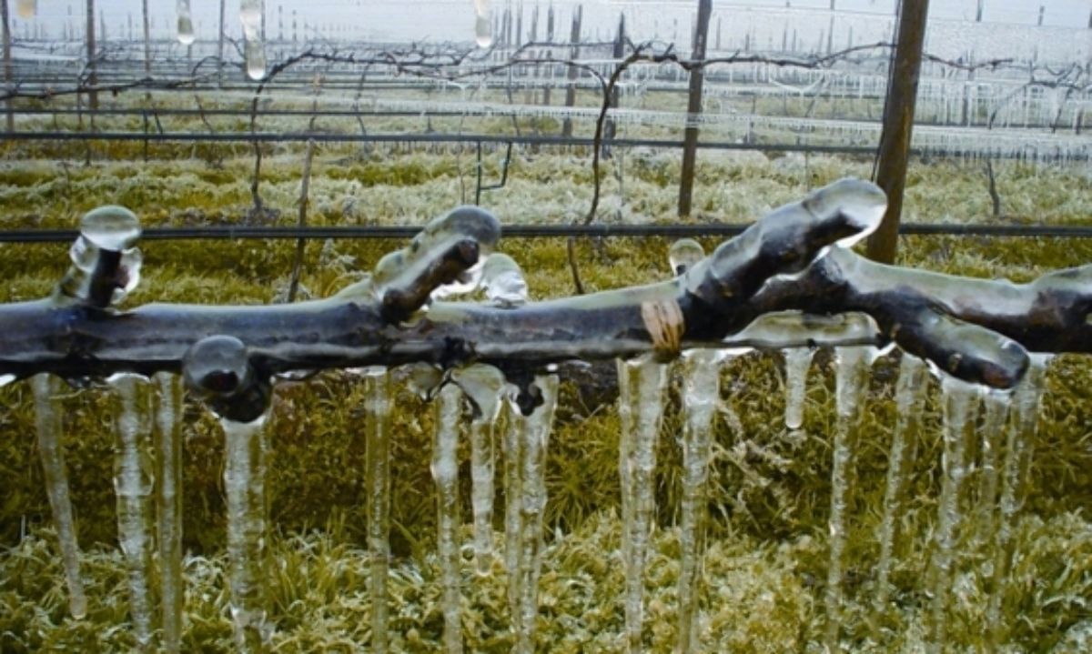 Hortaliceros y fruticultores: Atentos a las heladas... monitoreo, manejo y control de pérdidas