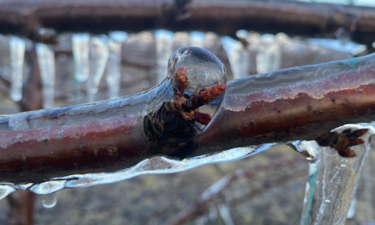 Fenómeno de La Niña: gestión y manejo de heladas para reducir riegos productivos