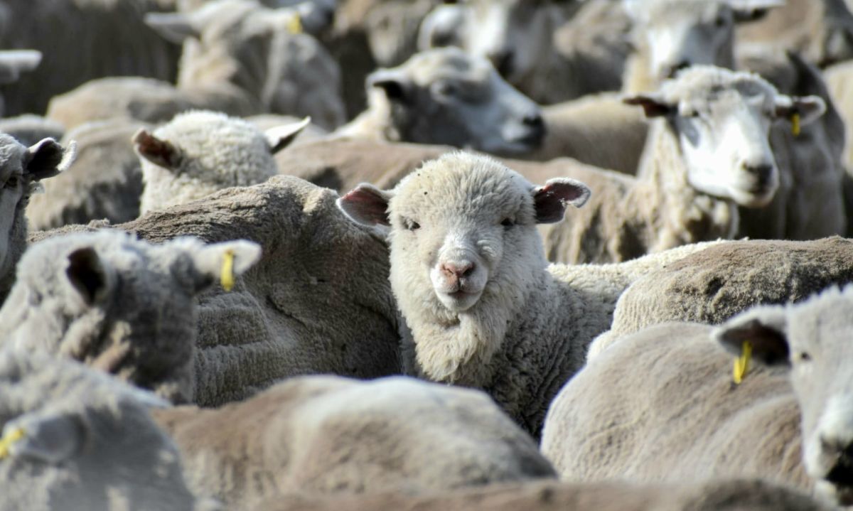 SAG hace positivo balance de la prescripción electrónica
de antibióticos para animales en Chile