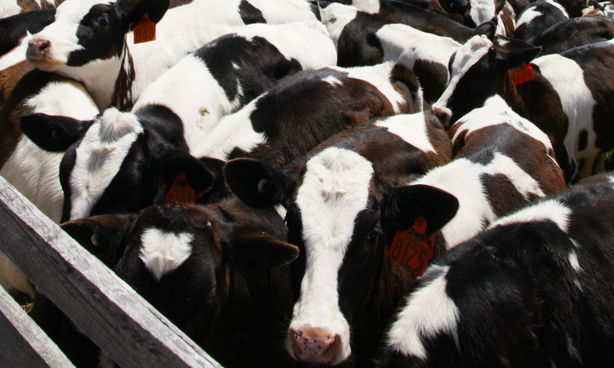 Programa Territorial Integrado refuerza liderazgo de Los Lagos en producción sustentable de carne bovina
