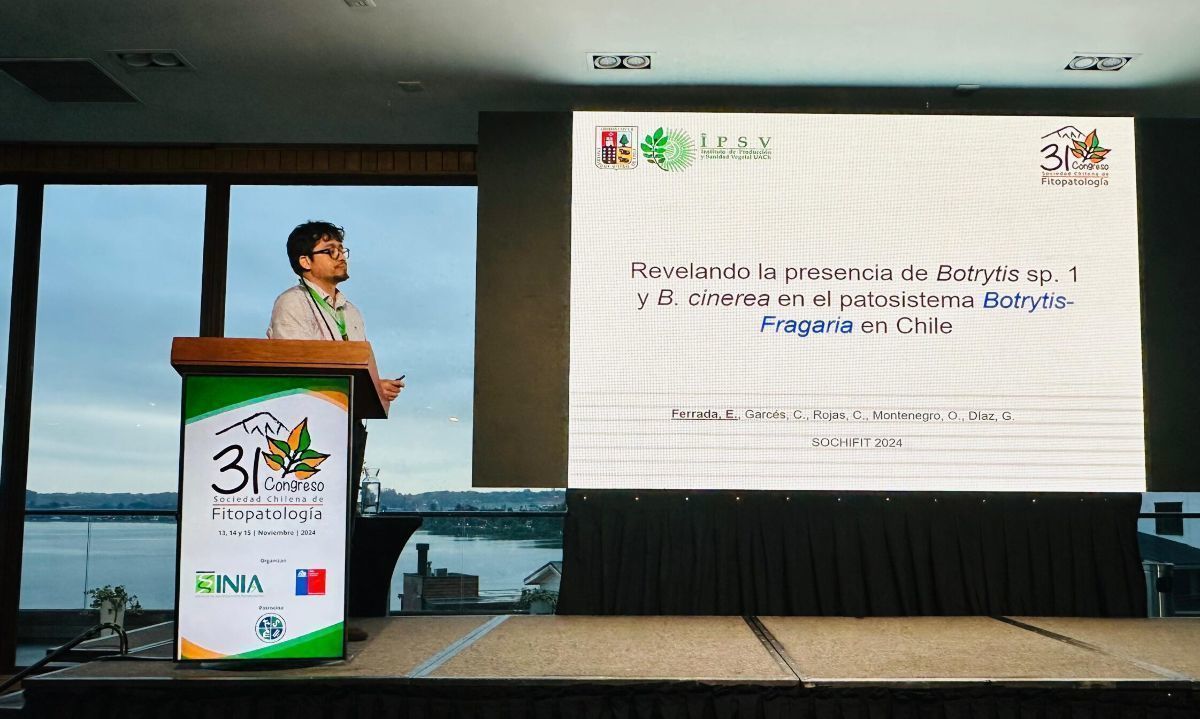 Investigan una probable nueva especie de hongo del género Botrytis