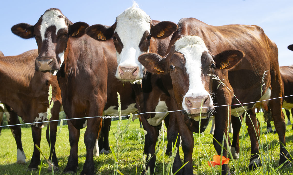 Producción de carne bovina en Los Ríos y Los Lagos crece un 12,4% interanual