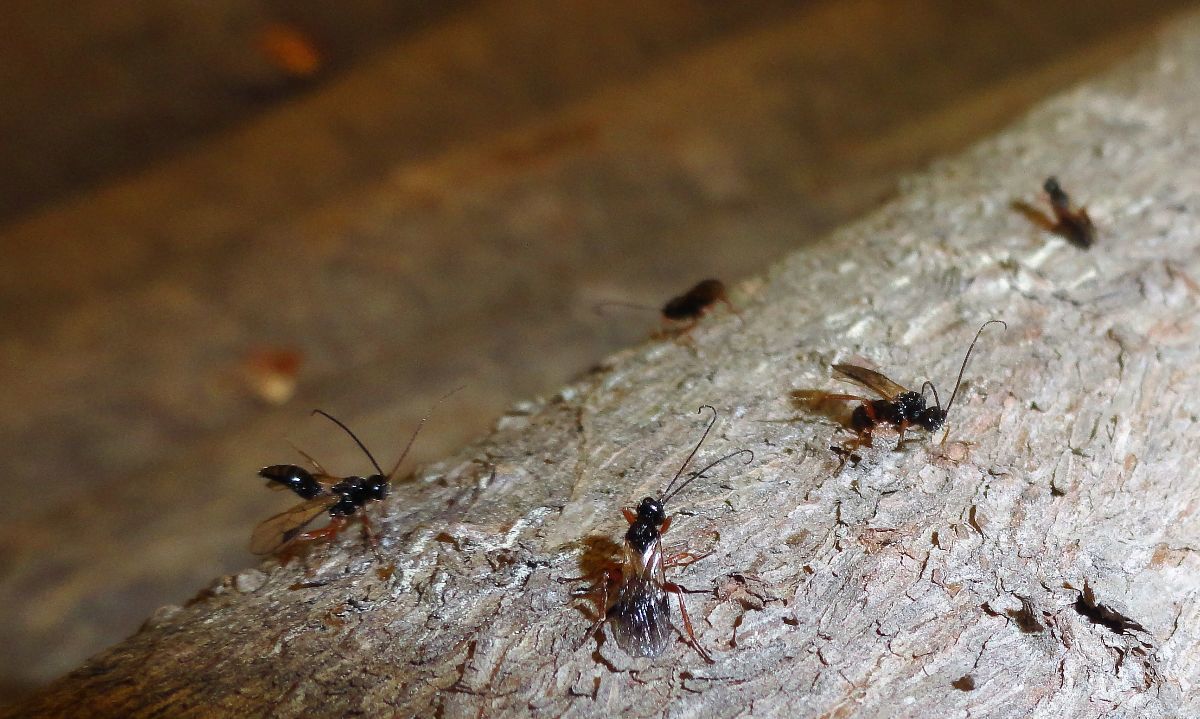 SAG Los Lagos logra establecer con éxito micro avispa que combate plaga forestal