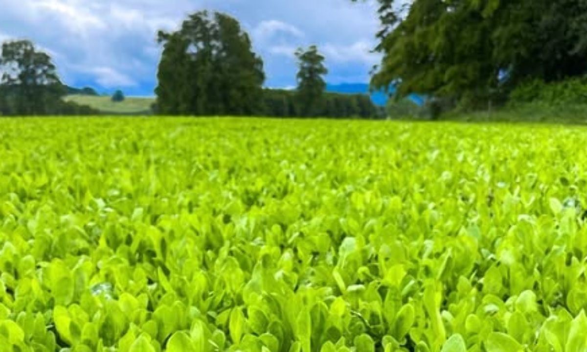 Destacan a Chicory como excelente cultivo para esta época