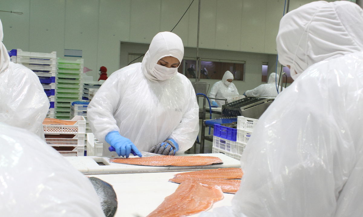 El salmón chileno consolida su posición en el mercado global, pero enfrenta estancamiento en su crecimiento