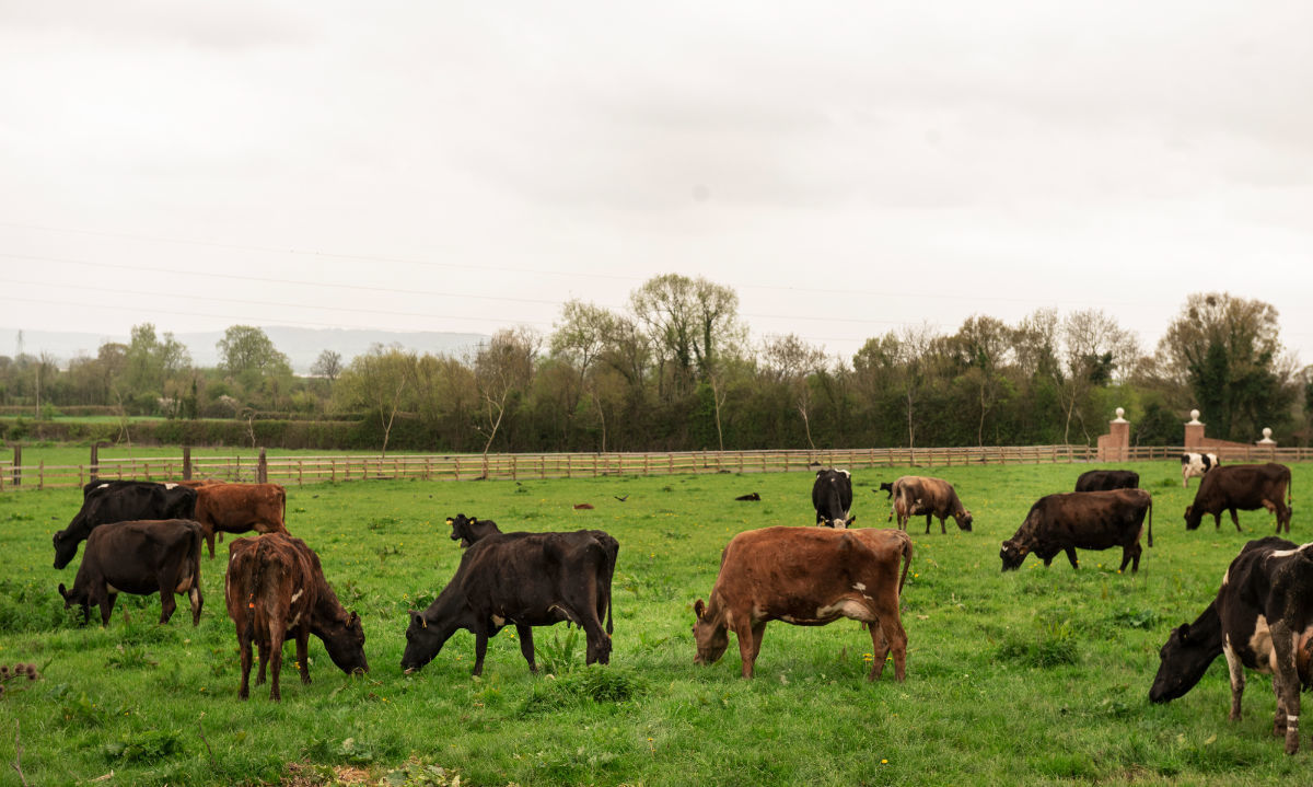 Producción de carne bovina en Los Ríos y Los Lagos disminuye 2,5% interanual