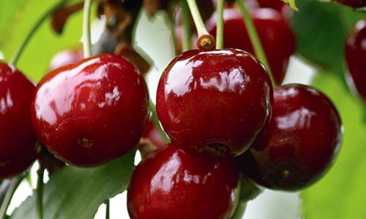 Comienza en la región de Los Ríos la cosecha de cerezas
