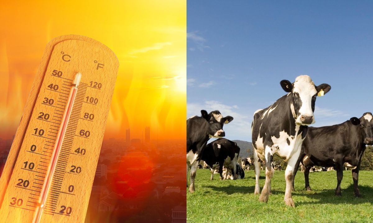 SNA hace llamado a “faena cero” por ola de calor que se pronostica para varias regiones del país