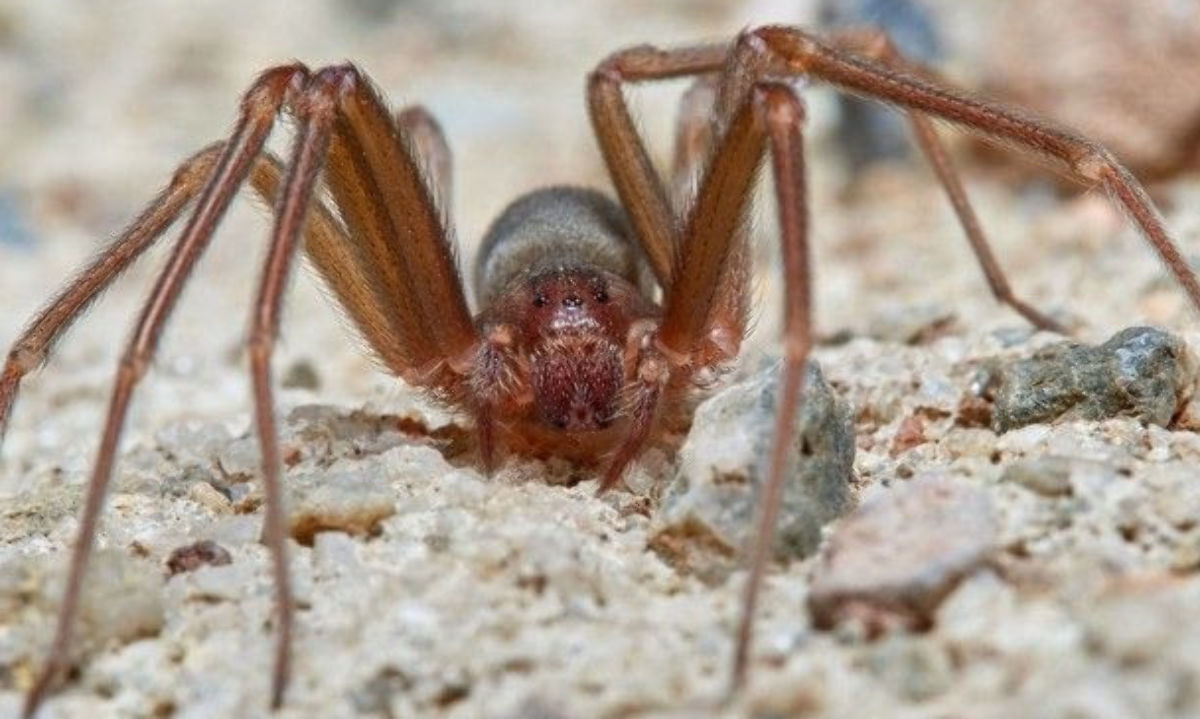 ¿Qué hacer si me pica una araña de rincón?