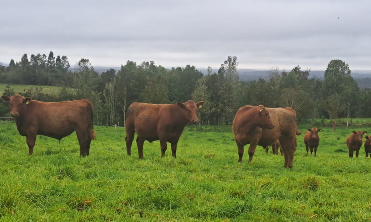 Envíos de carne desde Alemania a Chile se encuentran
suspendidos por brote de fiebre aftosa