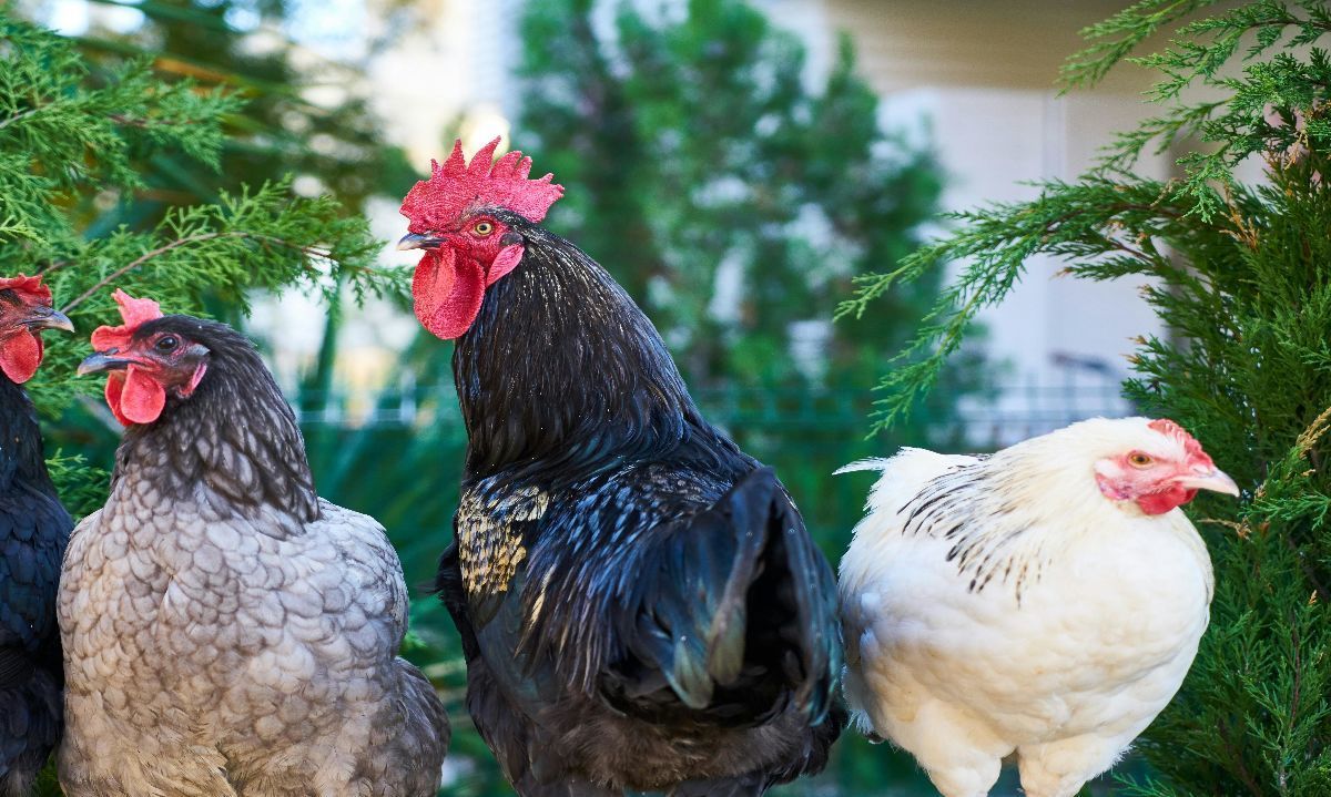 Seremi de Agricultura destaca cobertura del seguro contra enfermedades exóticas en aves