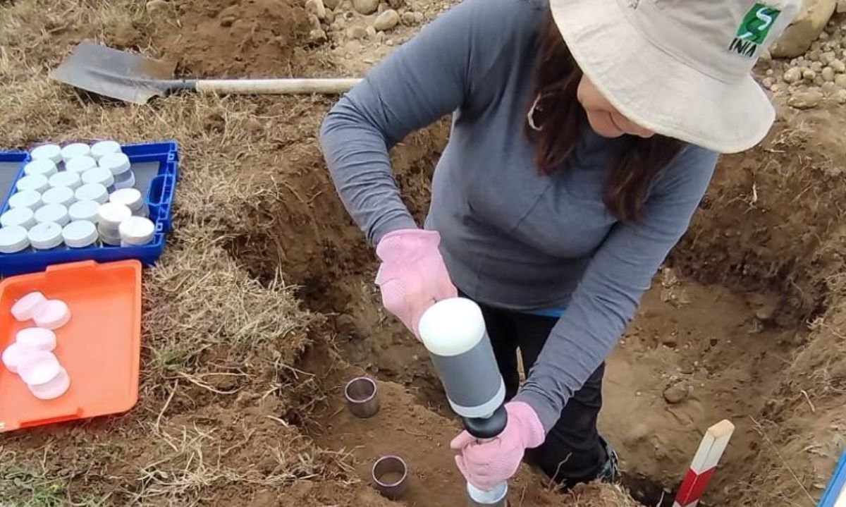 Investigadoras de INIA estudian condiciones de clima y suelo que afectan al gusano blanco en Chiloé