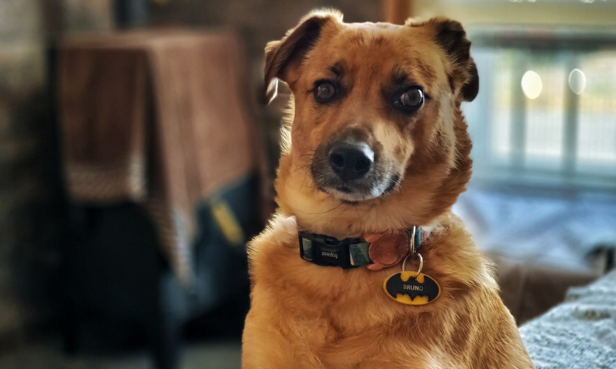  Salud emocional de los animales de compañía
