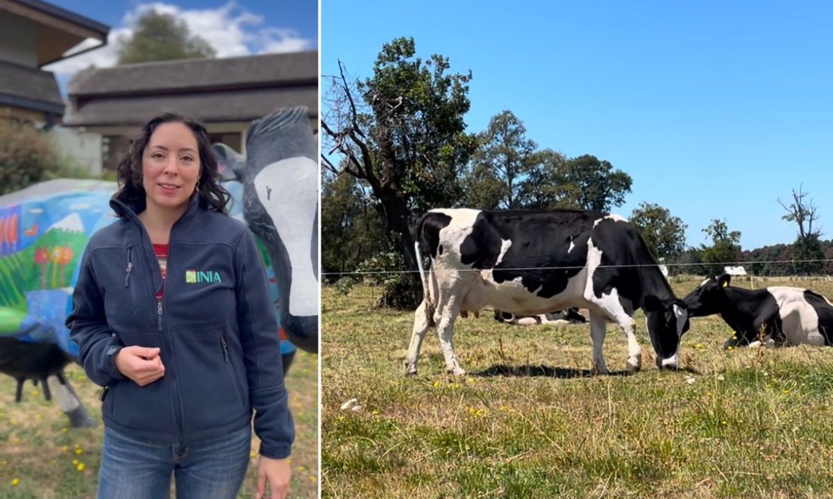 INIA entrega recomendaciones para enfrentar el estrés calórico a través de la dieta de las vacas lecheras durante el verano