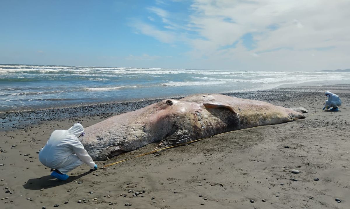 Cachalote varado en la costa de Chiloé será estudiado con fines científicos