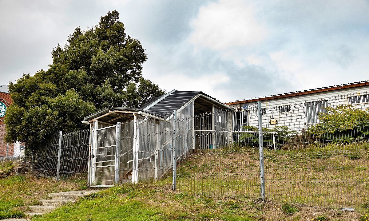 Puerto Montt reabrirá Centro de Esterilización Canina en abril