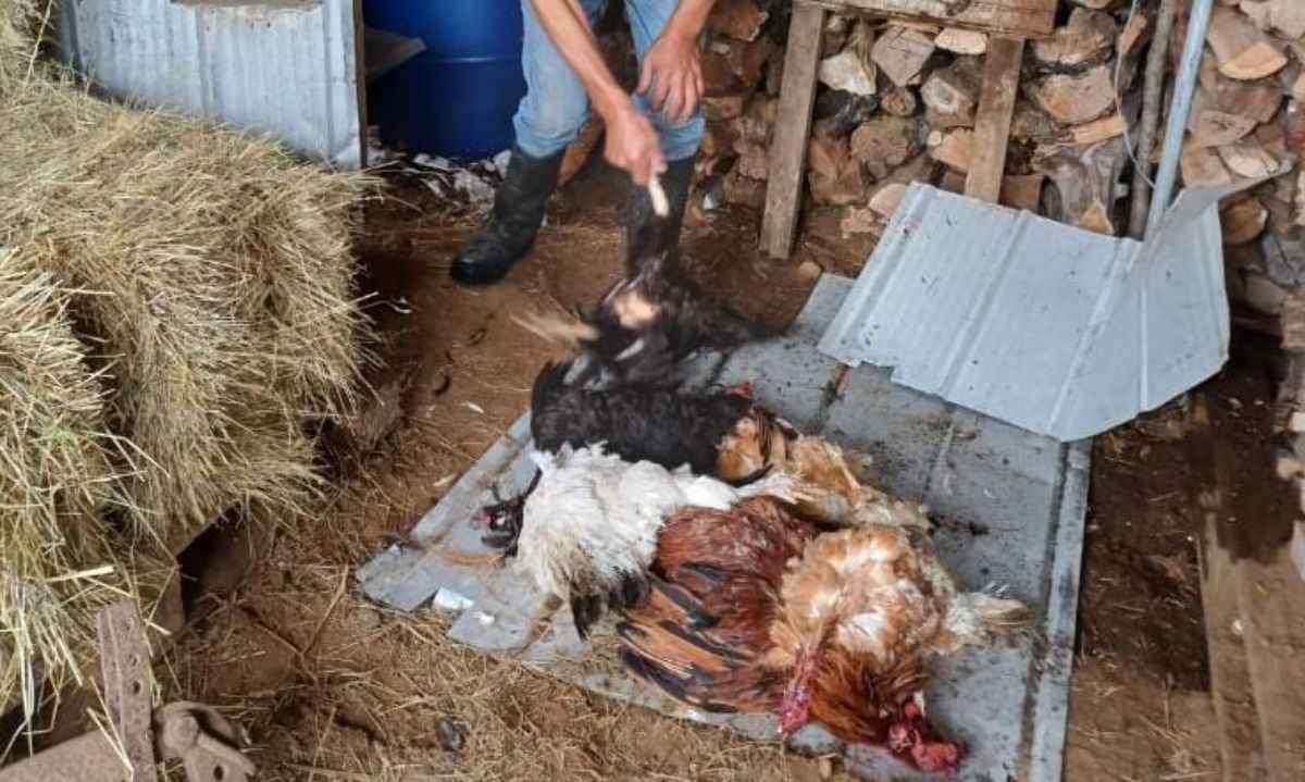 Presencia del visón en Chiloé plantea desafío urgente para la fauna y la economía local