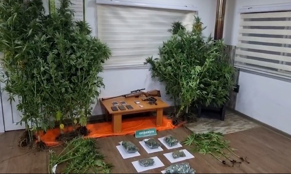 Denuncia anónima permite detención de pareja por cultivo ilegal de marihuana