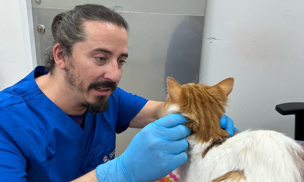Atención veterinaria a domicilio: una tendencia en crecimiento impulsada por las redes sociales