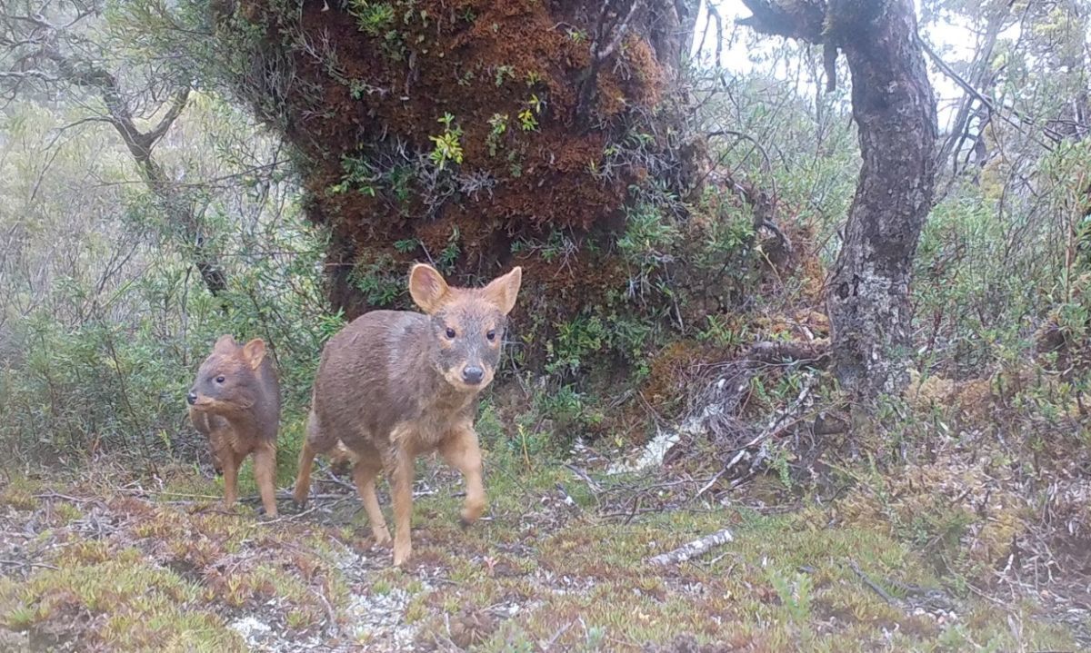 Cámaras trampa detectaron pudú y zorro chilote en el Parque Nacional Chiloé