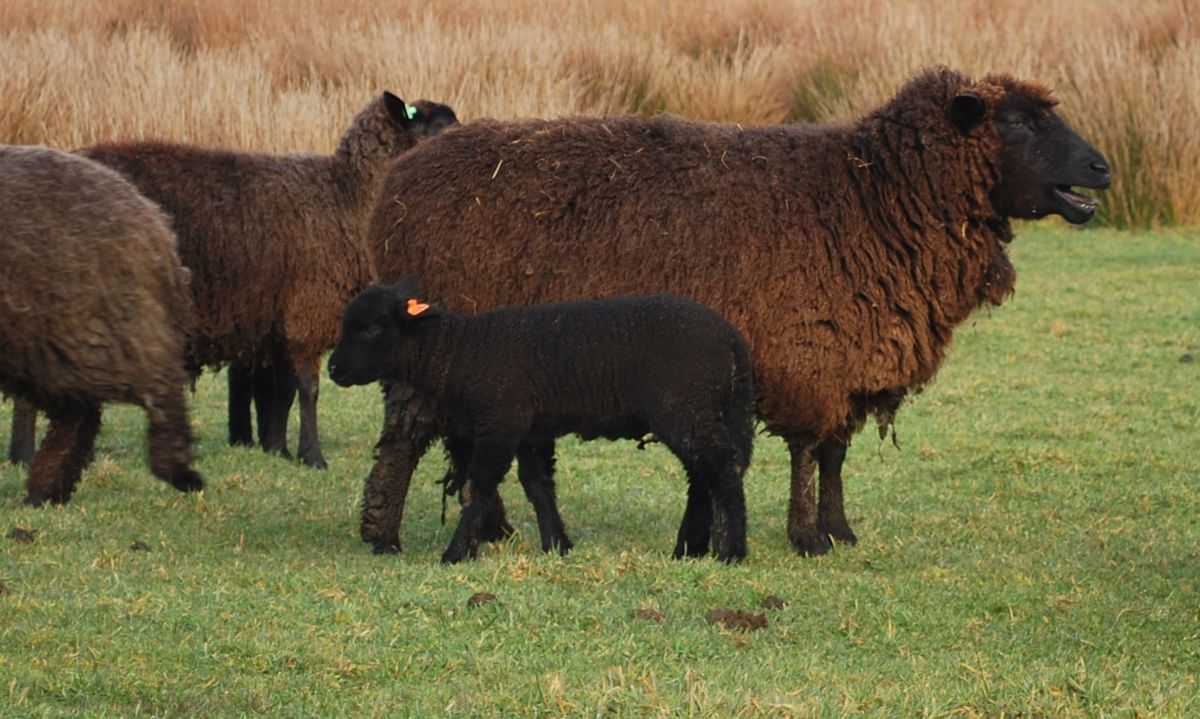 Buscan estrategias para la conservación y gestión de la raza ovina chilota 