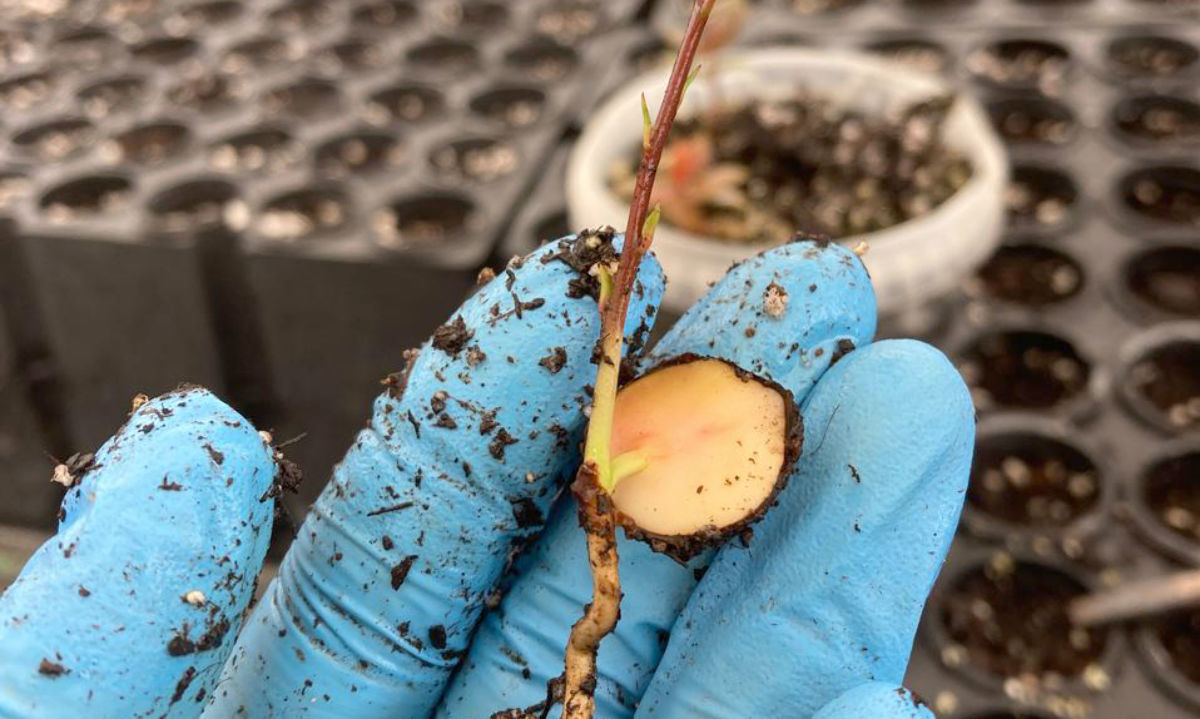 Estudiantes de postgrado refuerzan la investigación agroalimentaria junto al INIA